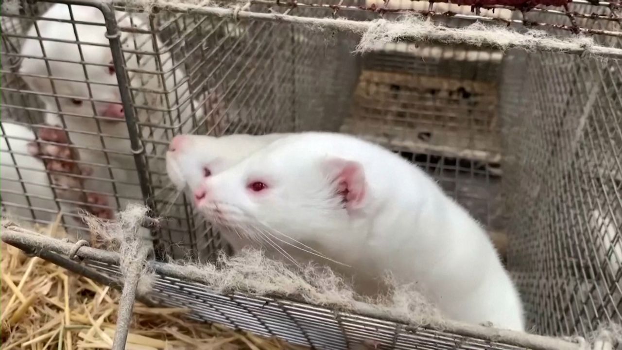 Norki z ferm już nie zagrażają. Dania podaje, że zmutowany koronawirus najprawdopodobniej sam wyginął