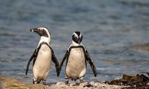 Ich liczba maleje. "Populacja zmniejszyła się prawie o 80 proc."