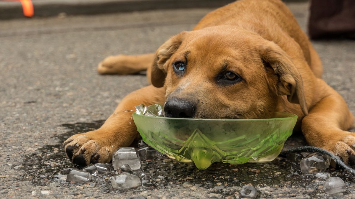 Te lody przyniosą psu ulgę w upał