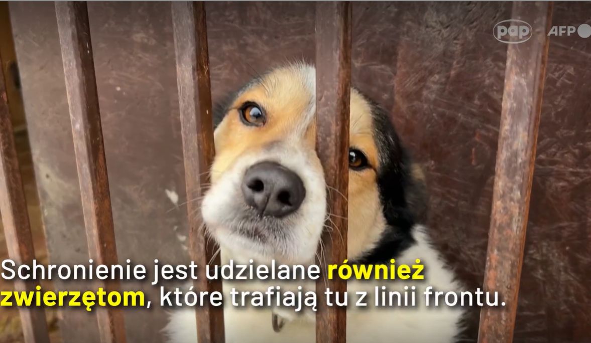 Trafiają tu z linii frontu. Poruszające kadry z Zaporoża