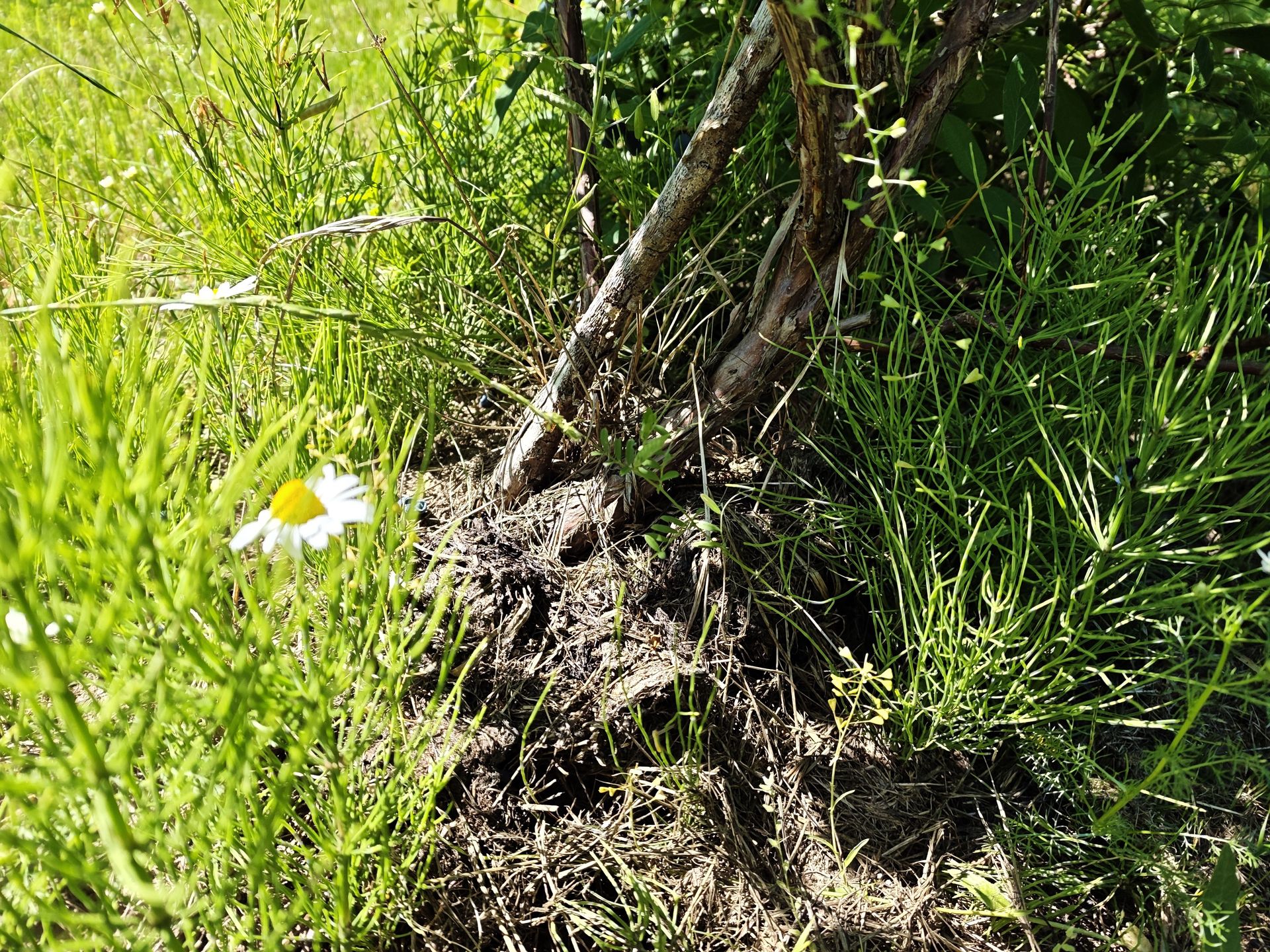 Jagody nawożone są naturalnym obornikiem