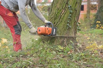 Wycinka drzew na własnej działce. Projekt tkwi w Sejmie. I budzi opory