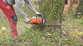 Wycinka drzew na własnej działce. Projekt tkwi w Sejmie. I budzi opory