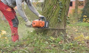 Wycinka drzew na własnej działce. Projekt tkwi w Sejmie. I budzi opory