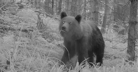 Niedźwiedzie wybudziły się ze snu. Oto co pokazały fotopułapki