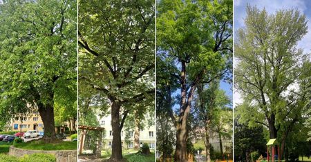 Mamy nowe pomniki przyrody w Lublinie. 4 drzewa trafiły pod specjalną ochronę [ZDJĘCIA]