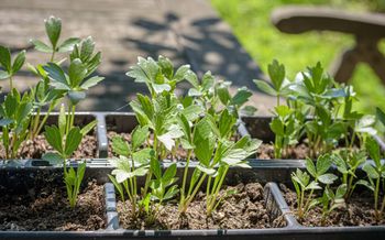 Rośnie latami i zastępuje sklepowe przyprawy. Co warto wiedzieć o lubczyku?