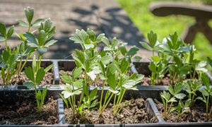 Rośnie latami i zastępuje sklepowe przyprawy. Co warto wiedzieć o lubczyku?