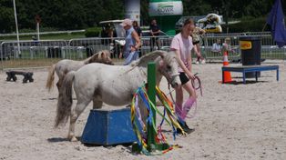 Tłumy na Family Day na Partynicach! Emocje na torze, pokaz horse agility i strefy zabawy dla dzieci