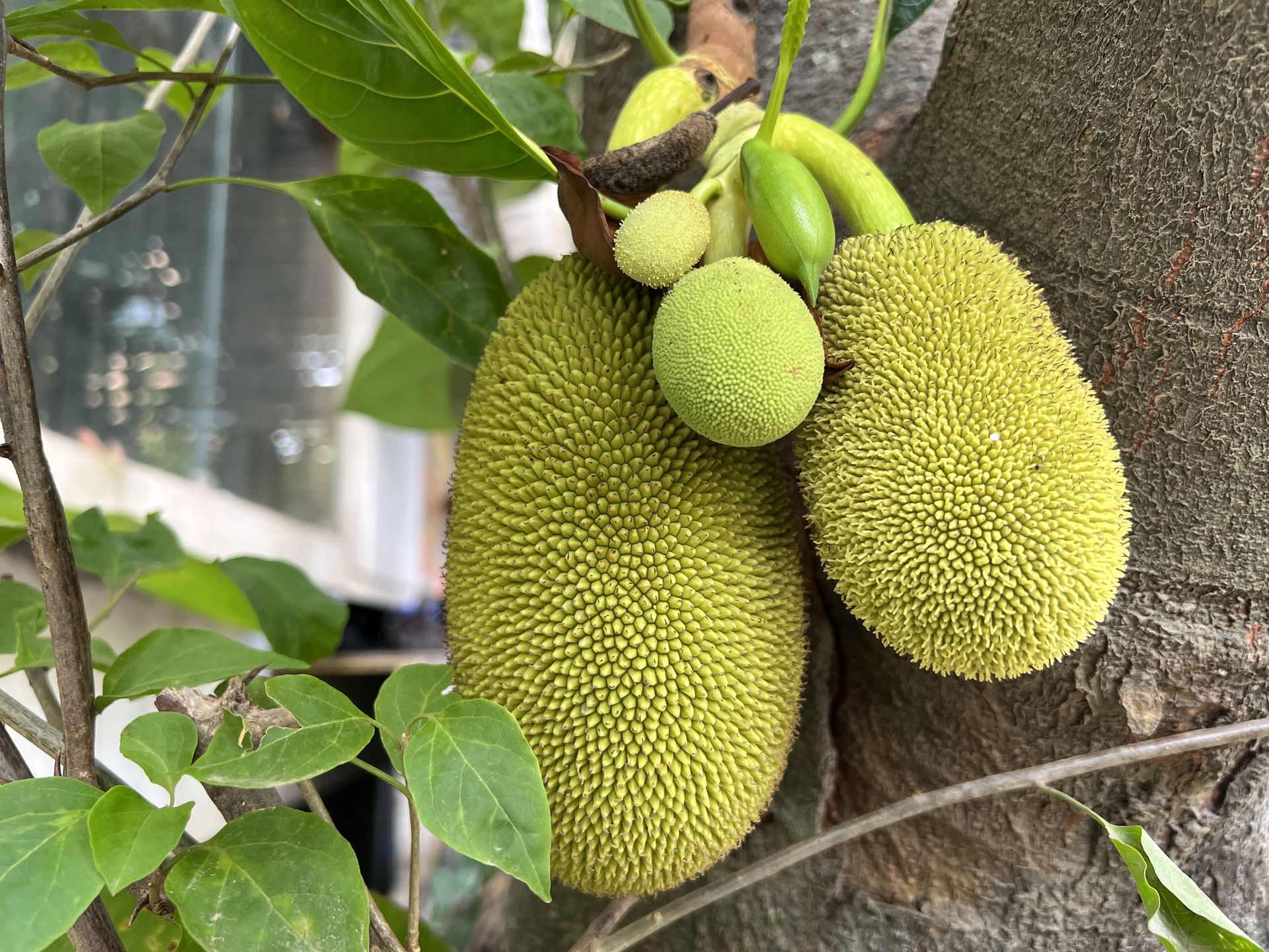 Jackfruit growing on a tree in Thiruvananthapuram (Trivandrum), Kerala, India on April 03, 2024. (Photo by Creative Touch Imaging Ltd./NurPhoto via Getty Images)