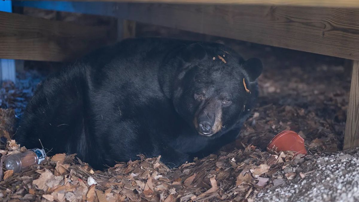 Pod tarasem rodziny ze Stanów Zjednoczonych postanowił zamieszkać... niedźwiedź