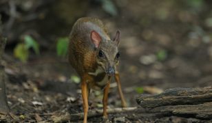 Nowy podopieczny warszawskiego zoo. "Kolejny wspaniały sukces!"