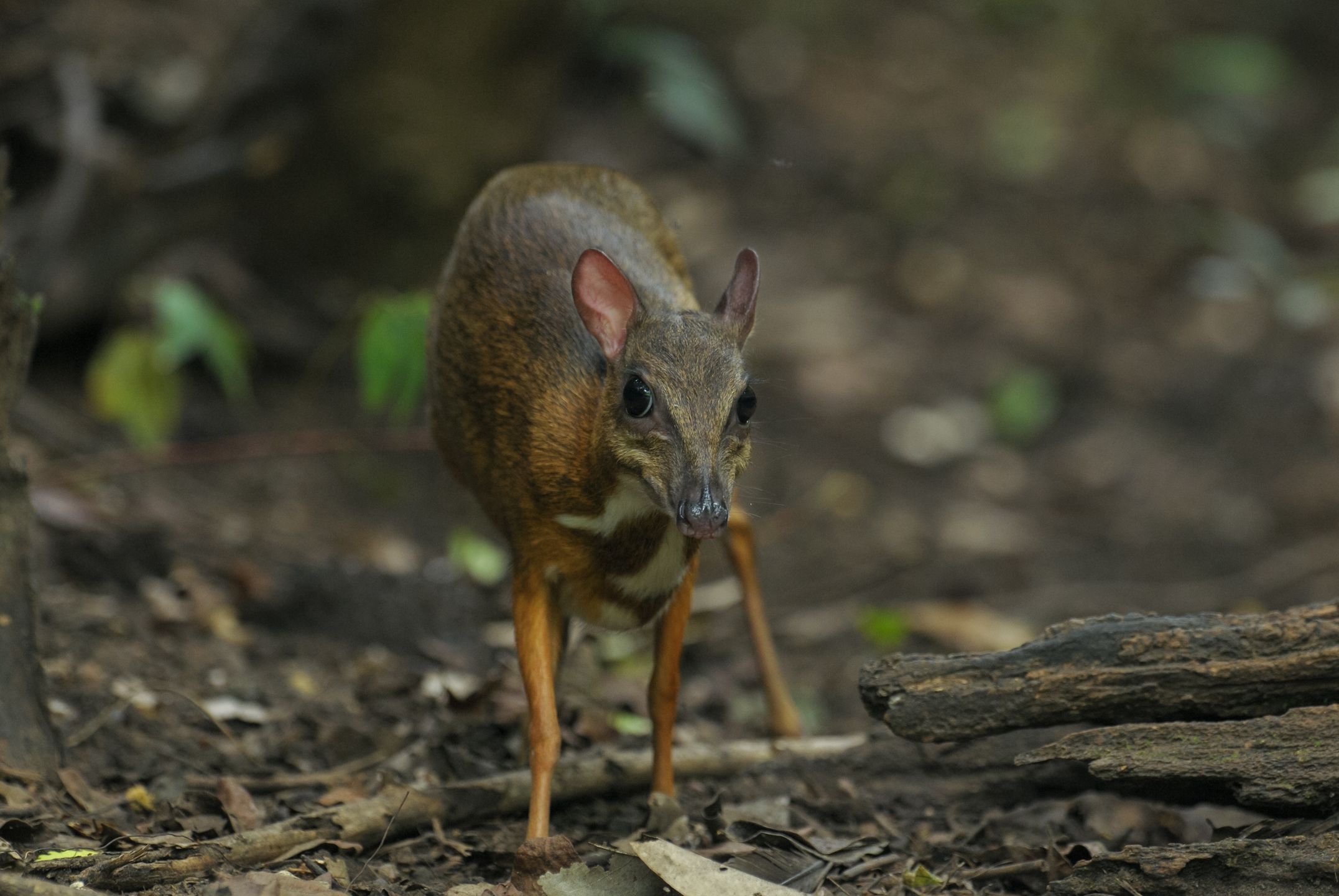 Myszojeleń przyszedł na świat w warszawskim zoo 