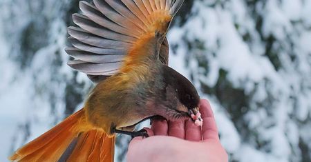 Zwierzęta z fińskich lasów uwielbiają dla niego pozować! Zobaczcie niesamowicie bliskie portrety dzikiej przyrody