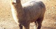 Alpaki w Polsce? Jest pierwsza hodowla