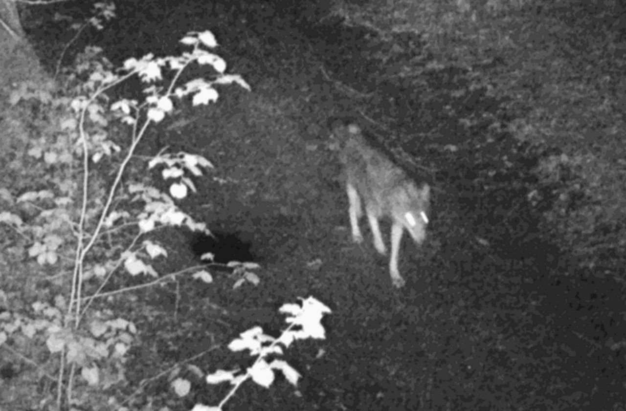 Fotopułapka uchwyciła nocnego łowcę. "Nie jest to łatwe"