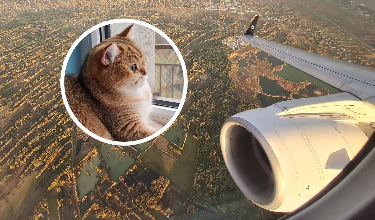 Kot Kentucky w podróży samolotem na Podkarpacie