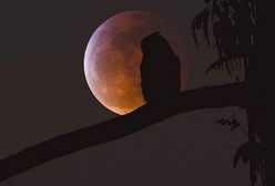 Najlepsze zdjęcia Krwawego Księżyca. Niezwykłe zjawisko