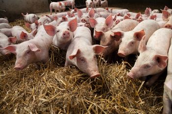 Likwiduje hodowlę świń po 20 latach. "Od półtora miesiąca nie mogę sprzedać"