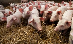 Likwiduje hodowlę świń po 20 latach. "Od półtora miesiąca nie mogę sprzedać"