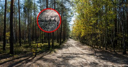 Dramat w lesie. "Trzy sztuki mi się wbiły"