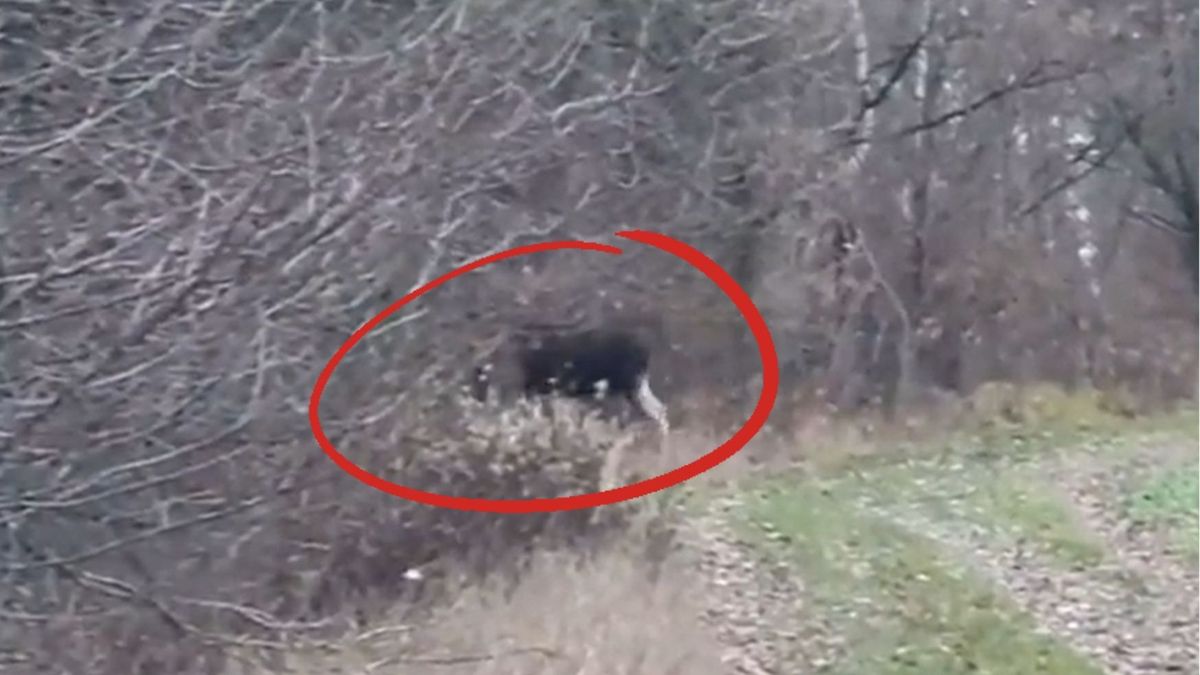 Łos osiąga prędkość do 60 kilometrów na godzinę