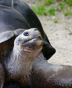 Żółw upolował ptaka. To pierwsze takie nagranie [WIDEO]