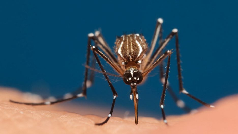 USA. Genetycznie zmodyfikowane komary mają powstrzymać plagę owadów z gatunku Aedes aegypti