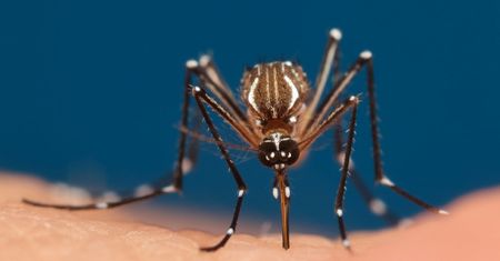 USA. 750 mln genetycznie zmodyfikowanych komarów na wolności? "Drugi Park Jurajski"