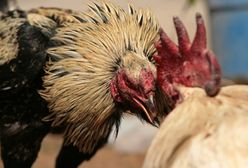 Zabójczy dziób – walki kogutów w Ameryce Południowej