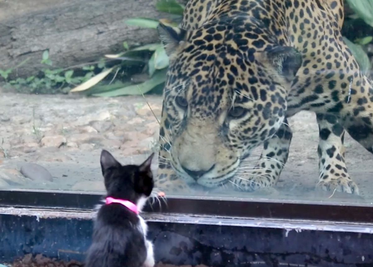 Postawili kota przed wybiegiem jaguara w zoo. Zobacz, jak zareagował. Nagranie