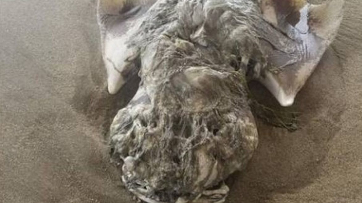 Turysta natrafił na przerażające stworzenie