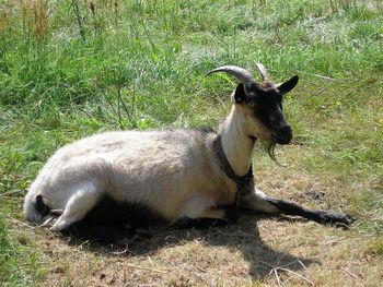 Zaloguj się do życia i pobiegaj z alpakami! Ogrody zoologiczne i botaniczne w woj. śląskim zapraszają! Kontakt z naturą z dala od zgiełku