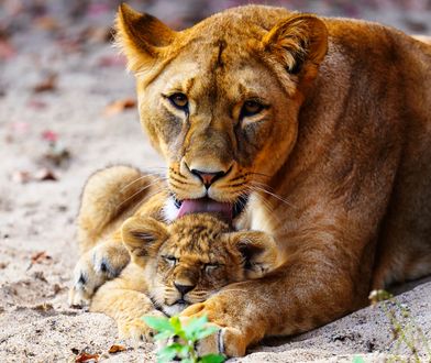 Lwy uciekły z wybiegu. Na terenie zoo byli ludzie. "Najgorszy koszmar"