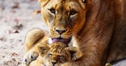 Lwy uciekły z wybiegu. Na terenie zoo byli ludzie. "Najgorszy koszmar"