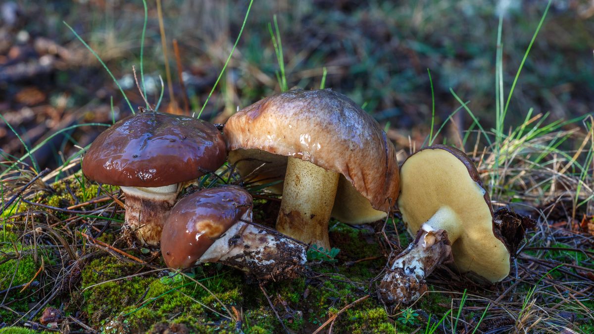 Maślaki to jedne z najchętniej zbieranych grzybów