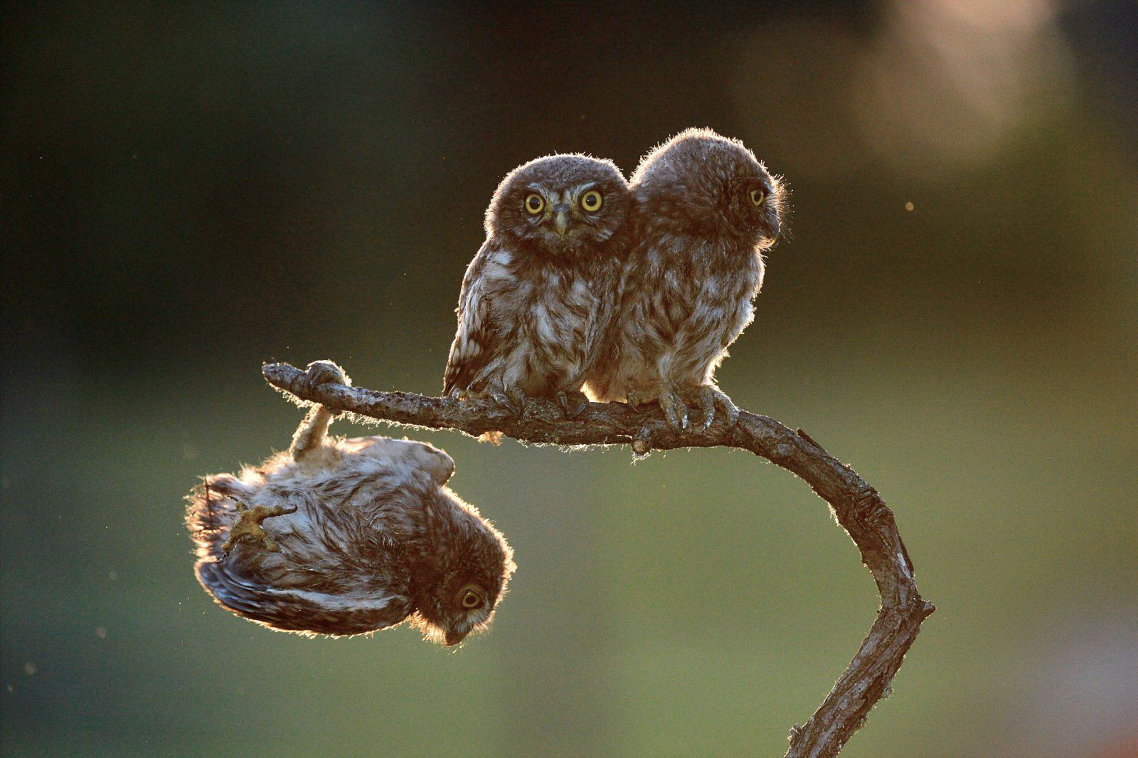 Znamy zwycięzców The Comedy Wildlife Photography Awards 2017. To najśmieszniejsze zdjęcia, jakie dzisiaj zobaczycie 4