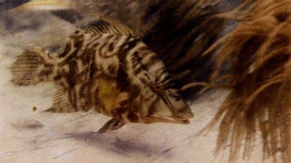 Pierwsze w historii podwodne zdjęcie w kolorze 1