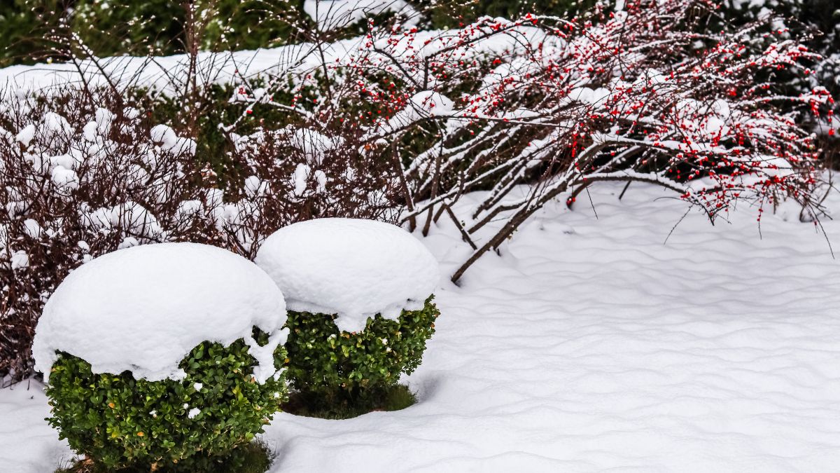 Czy trzeba odśnieżać ogród zimą?