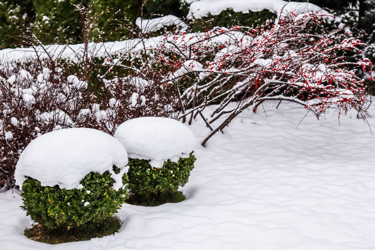 Czy zimą trzeba usuwać śnieg z krzewów i roślin? Rada od znajomego ogrodnika
