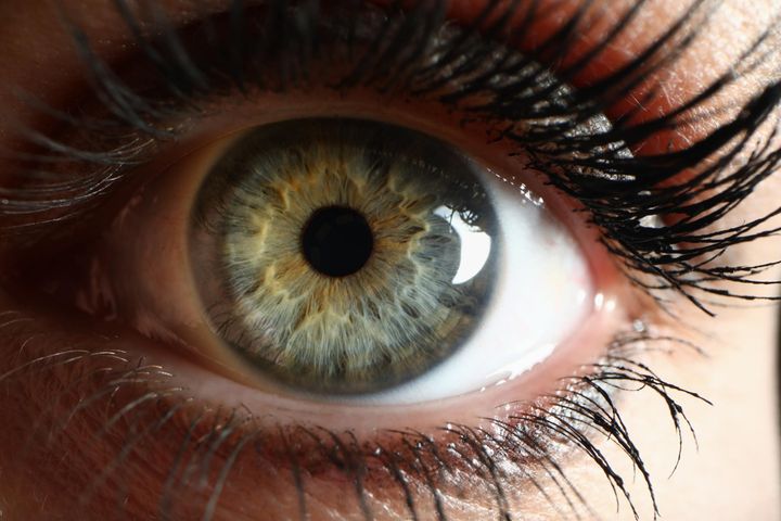 Tęczówka i ciało rzęskowe są elementami wchodzącymi w skład przedniego odcinka błony naczyniowej oka