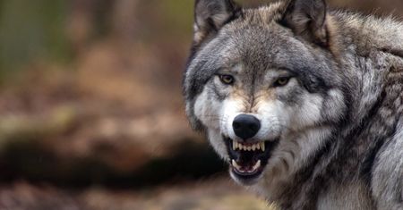 Hiszpania. Wilki znowu zaatakowały. Rząd wprowadził zakaz polowań