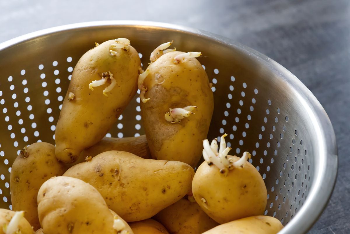 Kiełkujące ziemniaki są szkodliwe dla zdrowia