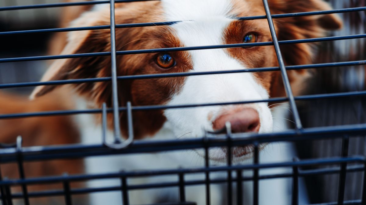 Kobieta chciała sprzedać klatkę dla psa za pośrednictwem znanej platformy sprzedażowej