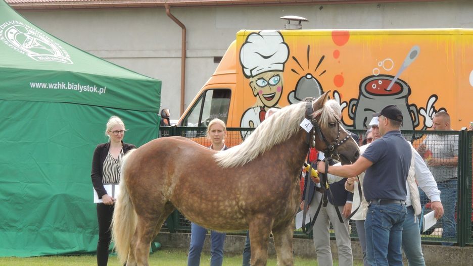 VIII Ogólnopolski Czempionat Koni Sokólskich Szepietowo