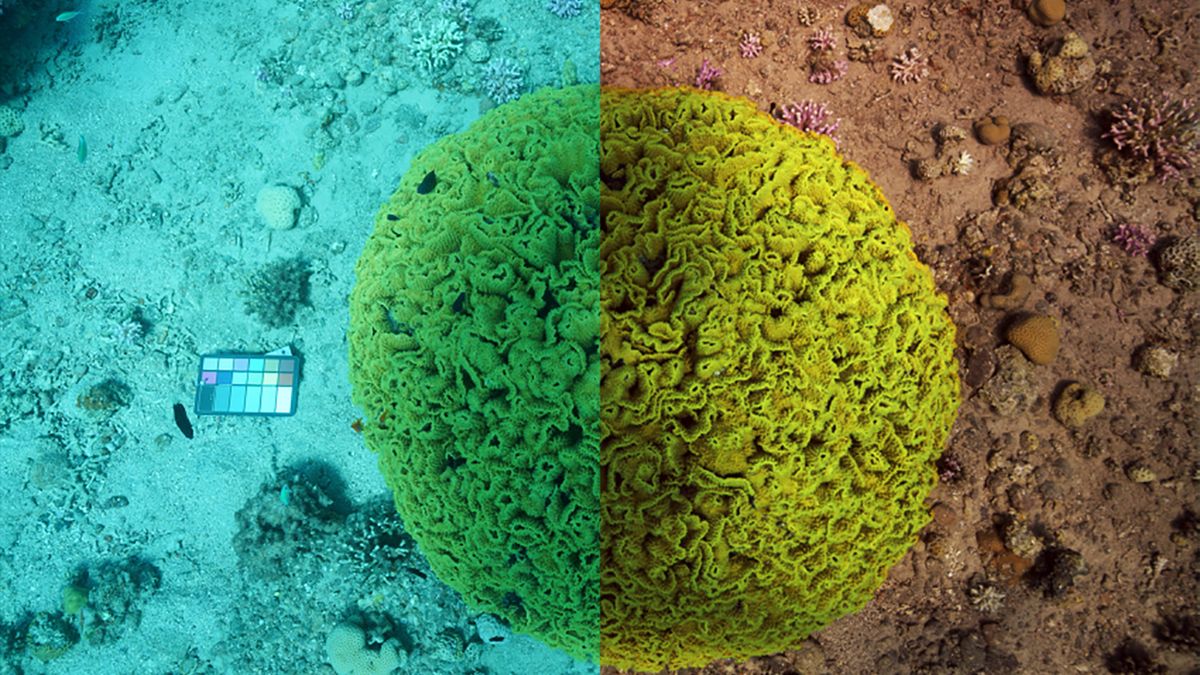 Sztuczna inteligencja usunie wodę ze zdjęć podwodnych. To niesamowite! 1