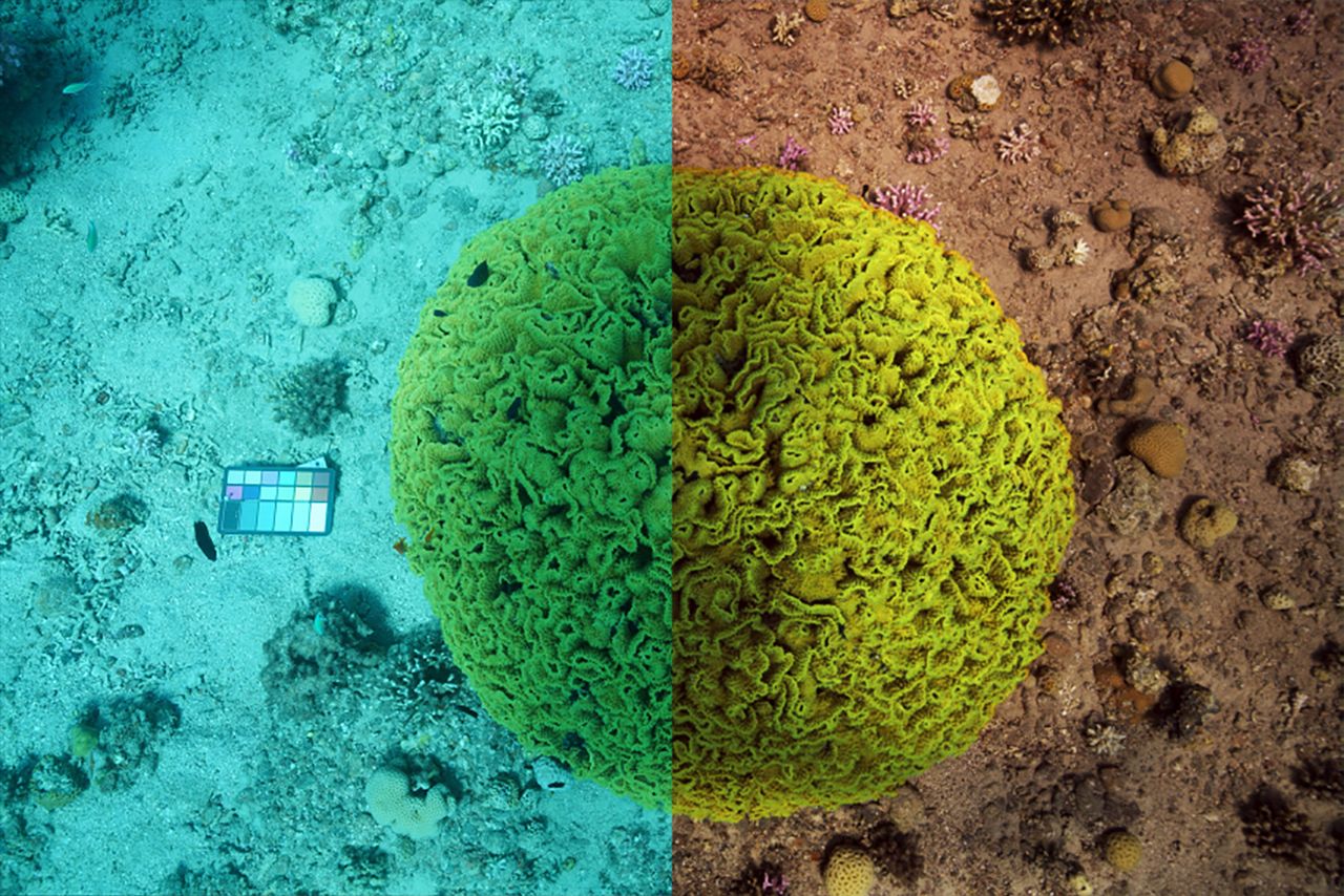 Sztuczna inteligencja usunie wodę ze zdjęć podwodnych. To niesamowite!