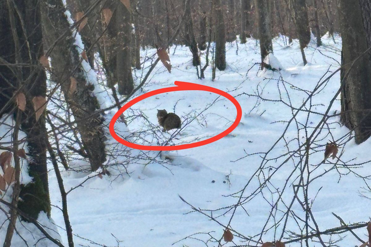 Siedział w głębi lasu. Leśnik miał szczęście. "Rzadko się pokazuje"