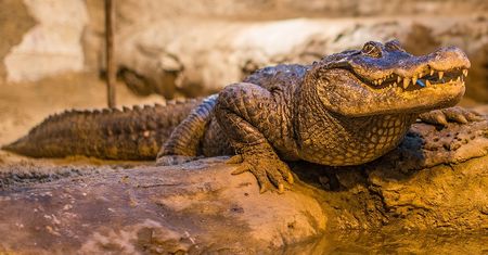 Marta świętuje urodziny. Jest najstarsza ze wszystkich mieszkańców zoo w Europie