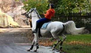 "Dzień dobry TVN": Dramatyczne chwile Kingi Rusin. Koń ją poniósł!